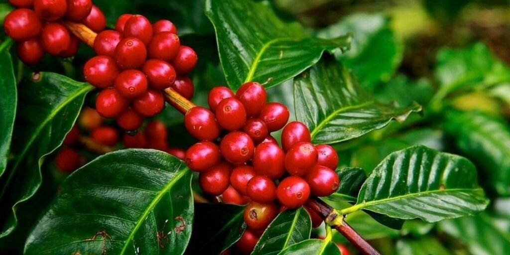 Nicaragua Coffee Beans Buying Guide & Interesting Facts